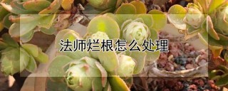 法师烂根怎么处理,第1图