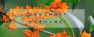 桂花有几种颜色?分别是什么颜色?,第1图