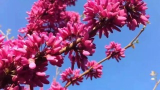 紫荆花花语,第1图