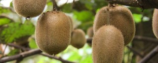 家庭猕猴桃的种植方法,第1图