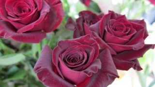 黑玫瑰花语,第1图