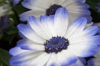 蓝色雏菊的花语,第2图