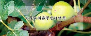 无花果树春季怎样修剪,第1图