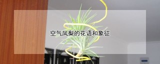 空气凤梨的花语和象征,第1图