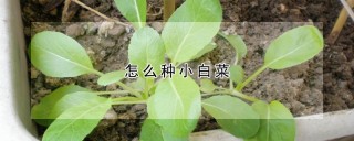 怎么种小白菜,第1图