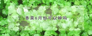 香菜6月份可以种吗,第1图