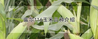 富尔116玉米品种介绍,第1图