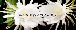 昙花怎么养殖方法和技巧,第1图