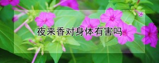 夜来香对身体有害吗,第1图