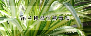 吊兰换盆注意事项,第1图