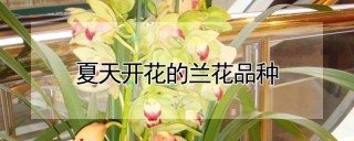 夏天开花的兰花品种,第1图