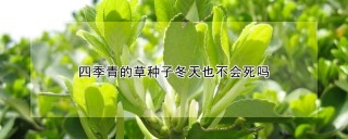 四季青的草种子冬天也不会死吗,第1图