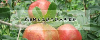 石榴树太高能不能把头剪掉,第1图