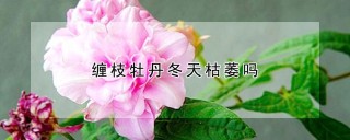 缠枝牡丹冬天枯萎吗,第1图