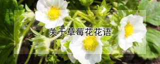 关于草莓花花语,第1图