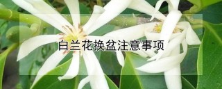 白兰花换盆注意事项,第1图