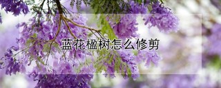 蓝花楹树怎么修剪,第1图