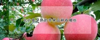 北方最早熟的苹果品种有哪些,第1图