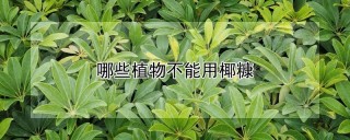 哪些植物不能用椰糠,第1图