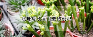 膨珊瑚长高了要修剪吗,第1图