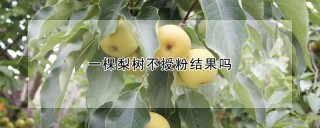 一棵梨树不授粉结果吗,第1图