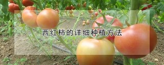 西红柿的详细种植方法,第1图