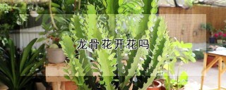 龙骨花开花吗,第1图