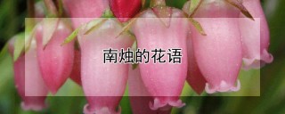 南烛的花语,第1图