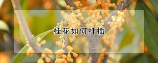 桂花如何扦插,第1图