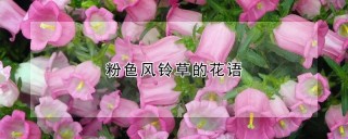 粉色风铃草的花语,第1图