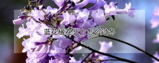 蓝花楹在北方怎么过冬,第1图