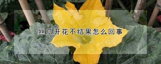 丝瓜开花不结果怎么回事,第1图