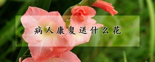 病人康复送什么花,第1图