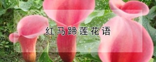 红马蹄莲花语,第1图