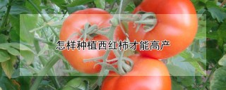 怎样种植西红柿才能高产,第1图