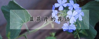 蓝花丹的花语,第1图