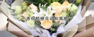 香槟桔梗花语和寓意,第1图