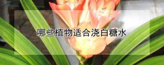 哪些植物适合浇白糖水,第1图