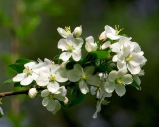 盆栽海棠花的种类，盘点最令人赏心悦目六大种类,第1图