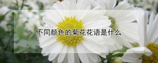 不同颜色的菊花花语是什么,第1图