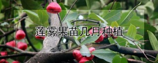 莲雾果苗几月种植,第1图