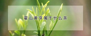 霍山黄芽属于什么茶,第1图