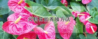 火鹤花的养殖方法,第1图