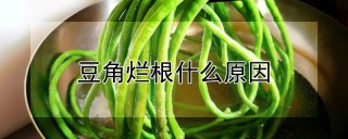 豆角烂根什么原因,第1图