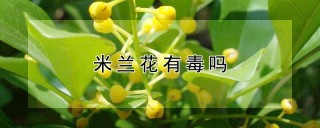 米兰花有毒吗,第1图