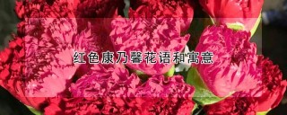 红色康乃馨花语和寓意,第1图