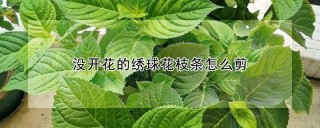 没开花的绣球花枝条怎么剪,第1图