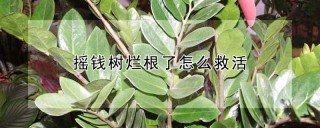 摇钱树烂根了怎么救活,第1图