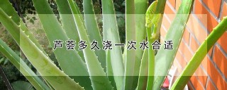 芦荟多久浇一次水合适,第1图