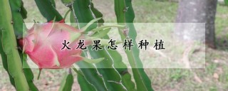 火龙果怎样种植,第1图